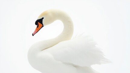 Obraz premium Graceful Swan with Curved Neck