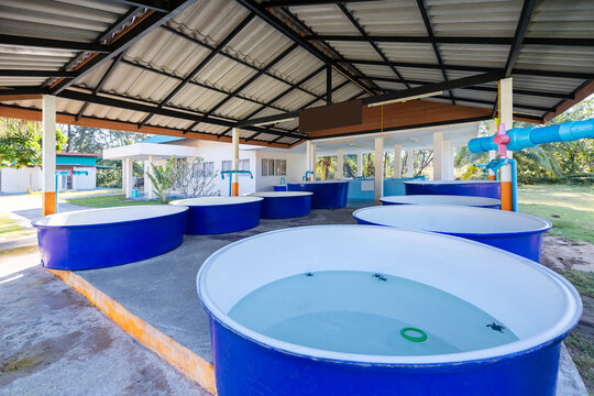 Sea turtle nursery with conservation pools in open-air center
