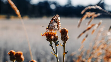 Butterfly on a flower in a vast green meadow