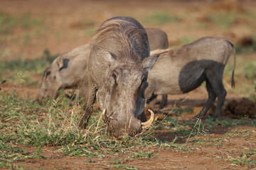 Warzenschwein / Warthog / Phacochoerus africanus..