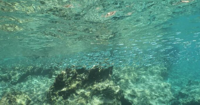 underwater scenery blue water some fish school ocean scenery mediterranean sea fauna with silversides atherina