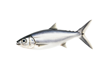 Fresh sardine fish with detailed scales and fins isolated on white transparent background, symbolizing canned seafood