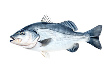 Obraz premium Silver sea bass fish isolated on white transparent background, showcasing its shiny scales and natural texture.