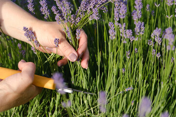 A woman's hand cuts lavender blossoms with secateurs in a lavender field.