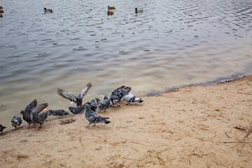 Pigeons fight for crumbs of bread, on the sandy shore of a lake in Ukraine, the city of Kharkiv