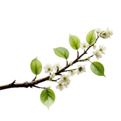 Obraz premium Spring Blossom Branch: White Flowers & Green Leaves isolated on transparent background