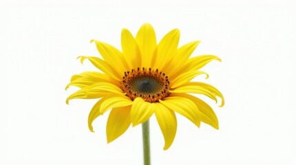 Obraz premium Isolated Sunflower in Bloom
