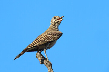 Drossellerche / Dusky lark / Pinarocorys nigricans