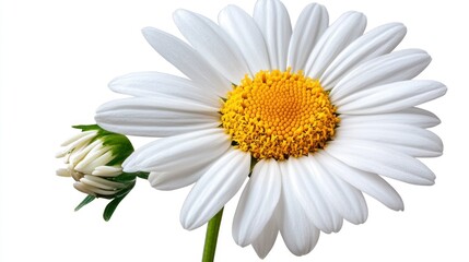Fototapeta premium Close-up of a wildflower, captured with clarity and precision, set against a white background for easy integration into designs