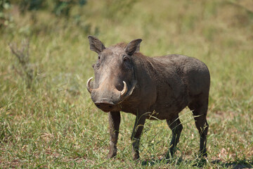 Warzenschwein / Warthog / Phacochoerus africanus..