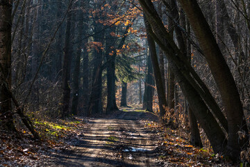 Radweg in der Oberlausitzer Heide- und Teichlandschaft, Teichgebiet Kleinholscha 1