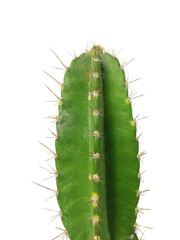 A cactus with a green stem and brown tips