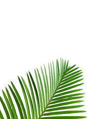Obraz premium A leafy green palm leaf is shown on a white background