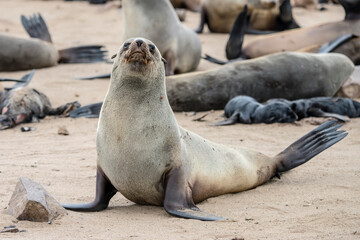 Seal on sand at large colony,  Cape Cross, Namibia