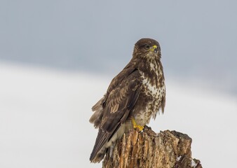 Beautiful Common Buzzard (Buteo buteo) sitting on a branch. Wild bird in winter, winter environment.