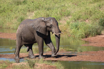 Fototapeta premium Afrikanischer Elefant im Tsendze River/ African elephant in Tsendze River / Loxodonta africana