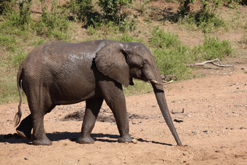 Fototapeta premium Afrikanischer Elefant / African elephant / Loxodonta africana