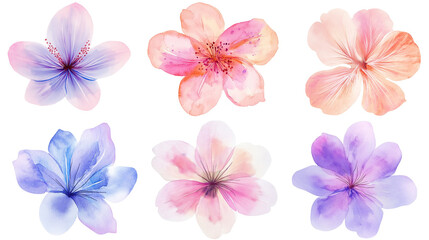 tropical flowers illustration isolated on transparent white background, clipping path