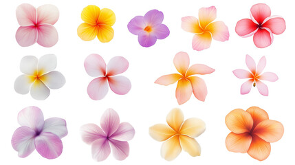 Fototapeta premium tropical flowers illustration isolated on transparent white background, clipping path