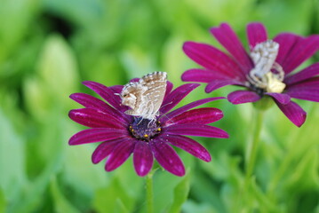 Flor rosa con mariposa