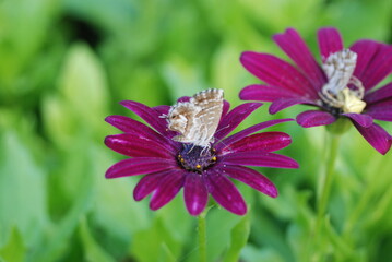 Flor rosa con mariposa