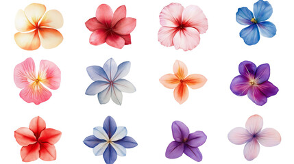 Obraz premium tropical flowers illustration isolated on transparent white background, clipping path