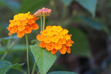 Flor silvestre naranja con fondo verde