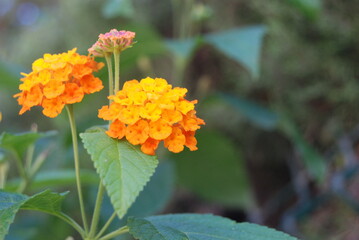 Flor silvestre naranja con fondo verde