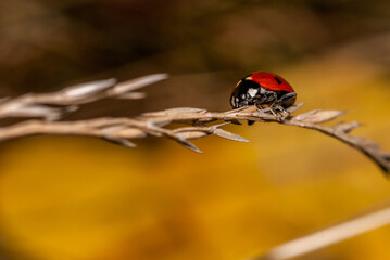ladybug on a blade of grass