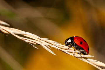 Obraz premium ladybug on a blade of grass