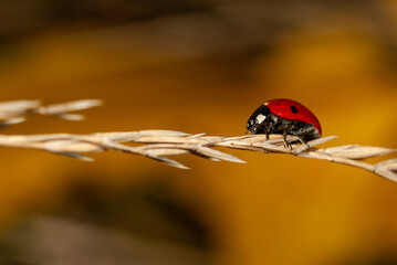 ladybug on a blade of grass