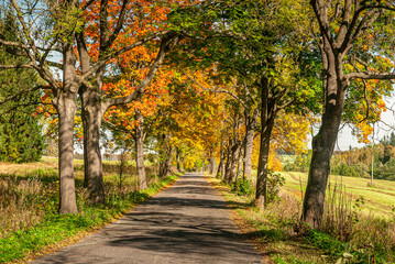 Naklejka premium autumn in the park