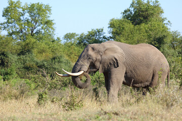 Fototapeta premium Afrikanischer Elefant / African elephant / Loxodonta africana