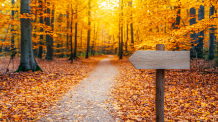 Golden autumn leaves scenery. Golden autumn forest with path and wooden signpost guiding way