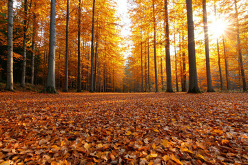 Golden autumn leaves scenery. Golden autumn grove with sunlight streaming through dense trees