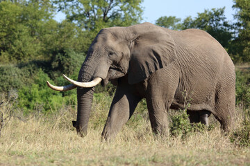Fototapeta premium Afrikanischer Elefant / African elephant / Loxodonta africana