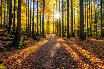 Obraz premium Golden autumn leaves scenery. Golden autumn trail leading into dense forest with warm sunlight