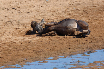 Streifengnu / Blue wildebeest / Connochaetes taurinus