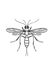 Detailed Mosquito Illustration – Black and White Insect Drawing for Science, Education, and Printable Wildlife Sketch