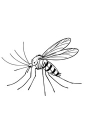 Obraz premium Mosquito Illustration – Black and White Vector Drawing for Science, Biology, Infographics, and Pest Control Awareness