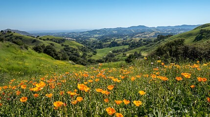 rolling green hills with colorful wildflower fields image