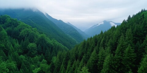 Obraz premium A lush green forest with a mountain range in the background. The trees are tall and dense, creating a serene and peaceful atmosphere. The sky is cloudy, adding a sense of depth