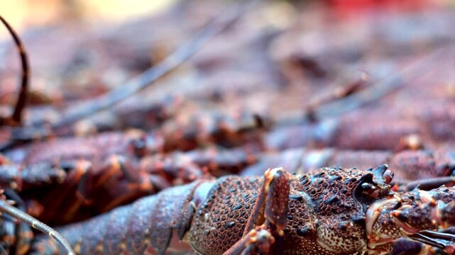 Rack focus of group of live spiny Cape Rock Lobster (kreef). Extreme closeup
