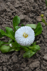 White english daisy ' Bellis perennis'  pretty blooming pomponette flower in spring garden flowerbed. Closeup photo outdoors ,top view. Gardening, planting  concept.Free copy space. © Mariana