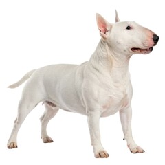Bull Terrier White dog standing up with mouth open in playful pose outdoor setting bright daylight happy canine expression