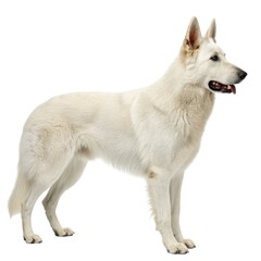 German Shepherd White dog standing proudly on a pure white background for minimalist and elegant design concepts 120 characters