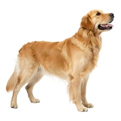 Golden Retriever Dog standing upright with mouth open expressing excitement and playfulness in a bright outdoor environment