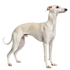 Italian Greyhound Small white dog standing on a white surface with bright sunlight creating a soft shadow on the ground