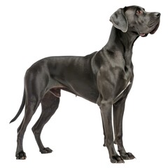 Great Dane Black dog standing on white background portrait of canine domestic pet animal photography minimalist style