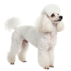 Poodle  Toy White poodle dog standing proudly on a white background showcasing its fluffy coat and playful personality